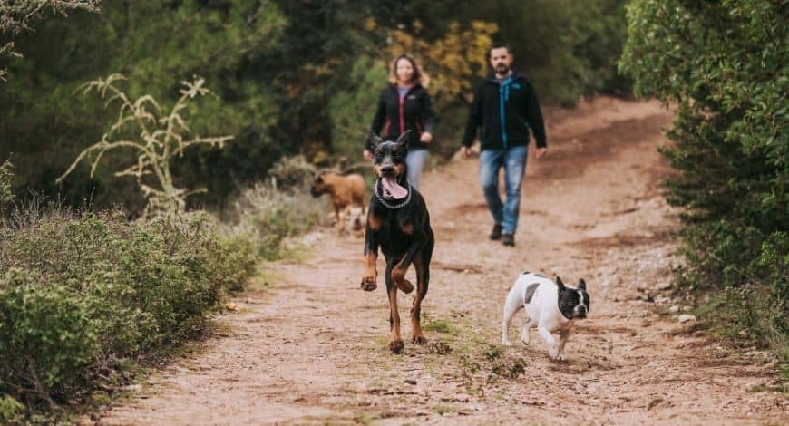 ¿No tienes tiempo para pasear a tu perro? Te explicamos las mejores opciones